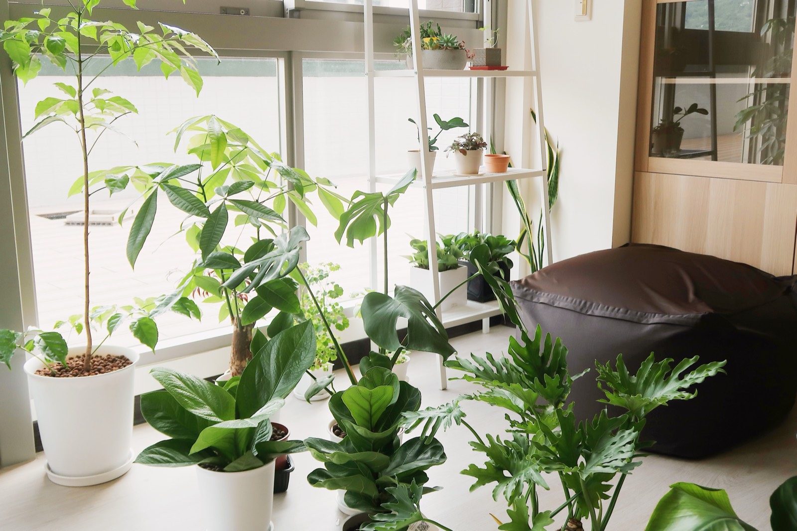 室內植物角落